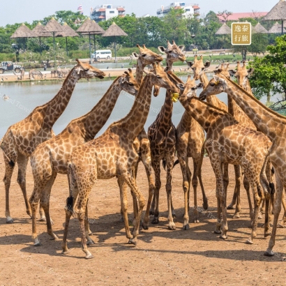 曼谷賽福瑞動物園.JPG