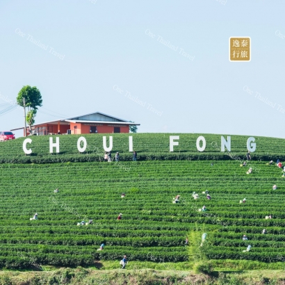 清萊翠峰茶園Choui Fong Tea Plantation.JPG