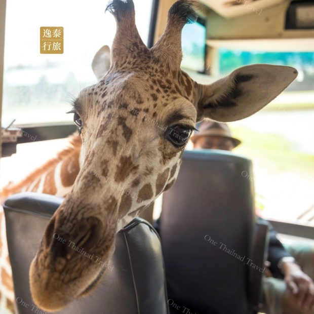 Safari Park Kanchanaburi.JPG